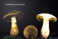 Cortinarius cotoneus-amf606